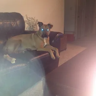 Yea I think my dog is fine