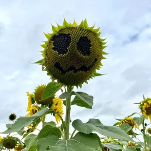 Burwinkel Farms