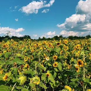 Sunflower fields