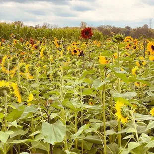 a field of sunflowers