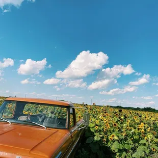 Sunflower fields and truck