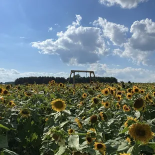 Sunflower fields