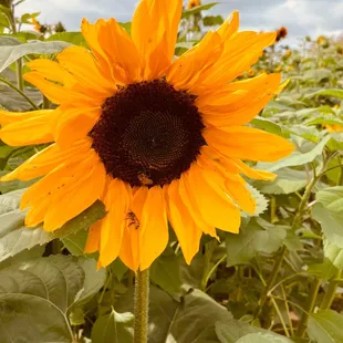 a sunflower in a field
