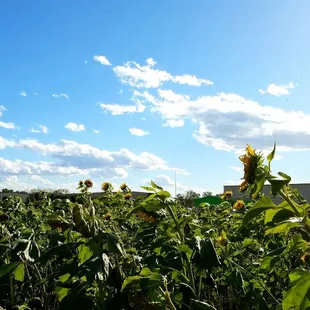 Hayride through the sunflower field