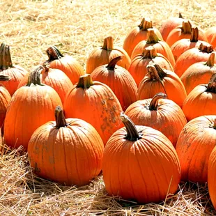 a large group of pumpkins