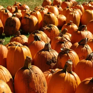a field of pumpkins