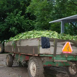 Fresh picked Wagon load!
