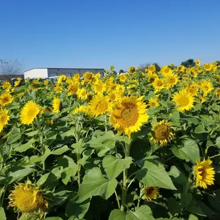 Sunflower fields.