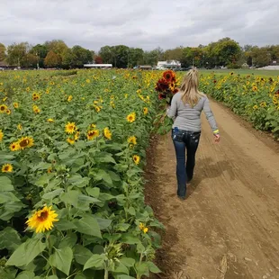 Sunflower farm