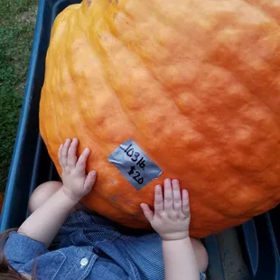 Yep, this 103lbs pumpkin is coming home with us