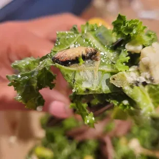 Bug in my salad