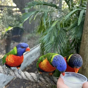 Lorikeets