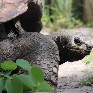 Old grumpy Tortoise, Busch Gardens Theme Park, Tampa