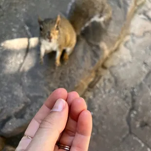 Squirrelly squirrel!