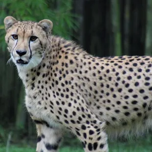 Cheetah, Busch Gardens Theme Park, Tampa