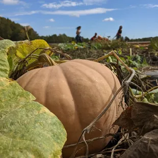 ows a pumpkin on the ground