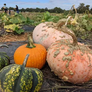 ows pumpkins and squash