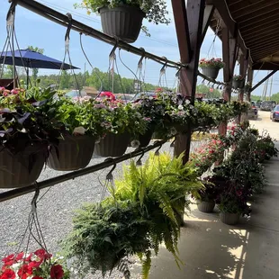 4//29/22 still bloomin