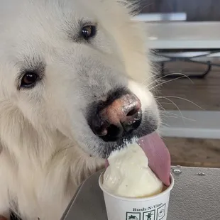 Good boys get good ice cream!