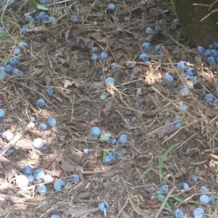 Blueberries covering the ground.