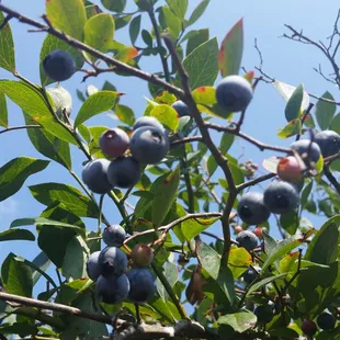 Berries were still available in august!
