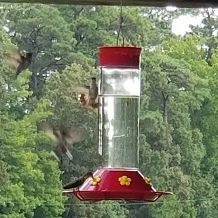 Hummingbirds everywhere!