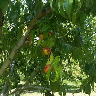So tempting hanging on the tree.