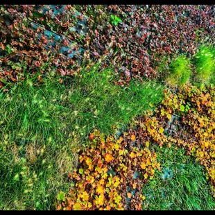 Living Wall Art
