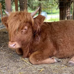 Highland Cow