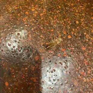 a fire hydrant in the rain