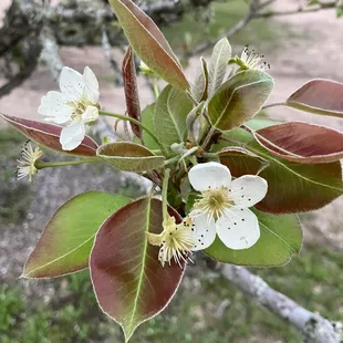 Peach tree- I think