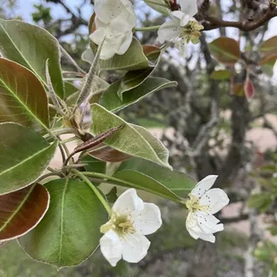 Peach tree in bloom!