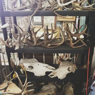 Great selection of cow skulls and antlers, more throughout the store!