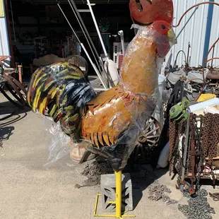 BIG rooster!
