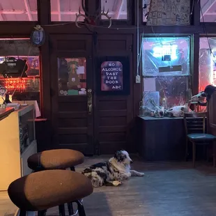 Doggy welcoming committee!