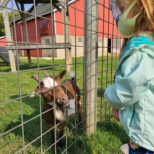 Feeding the goats