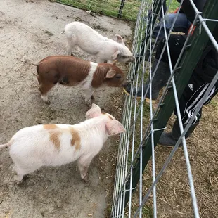 The pigs didn't even smell