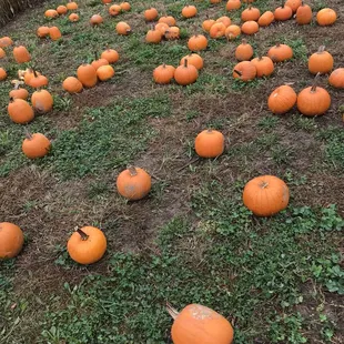 Pumpkins  were a perfect size for the kids to carry on their own.