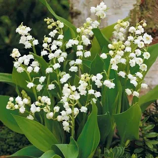 Lilly W.