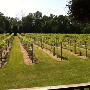 Vineyard from the deck.