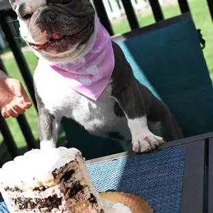 Future big brother admiring this dream of a cake! Thank you butter + cream bakery!