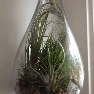 Recycled glass terrarium