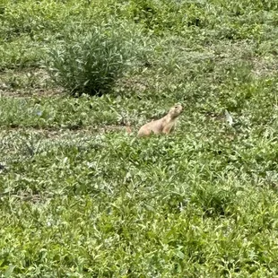 Prairie Dog