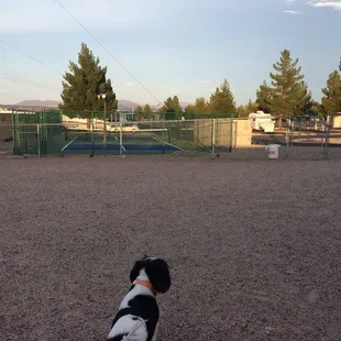 Great pet area