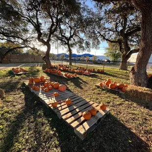 Pumpkin patch out front of the coffee shop