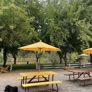 picnic tables and a dog