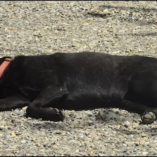 The ferocious "guard dog" is asleep on the job in the parking lot, just outside the winery. This winery is dog friendly!