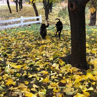 Our dog got walked by Bob's dog Chuck