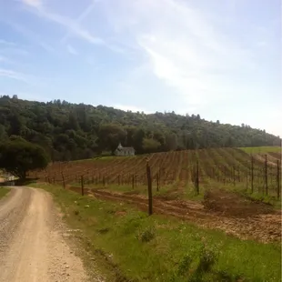 The meandering country road to the winery .....