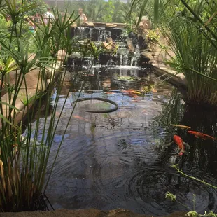 Koi in the atrium